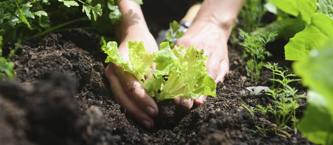 Garden Class: Soil - Well Grounded in the Garden