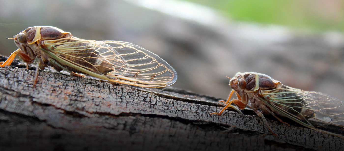 Springs Safari: Cicada Safari 