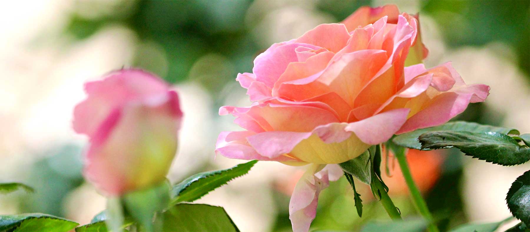 Master Gardener Class: Roses