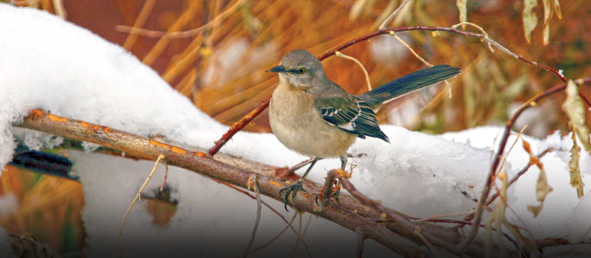 Springs Safari: Winter Birds