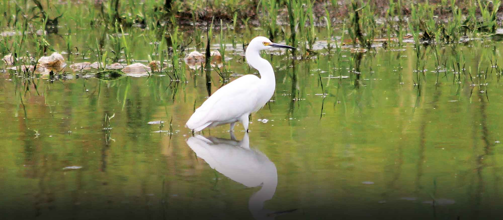 Conservation for Kids: Safeguarding Feathered Friends