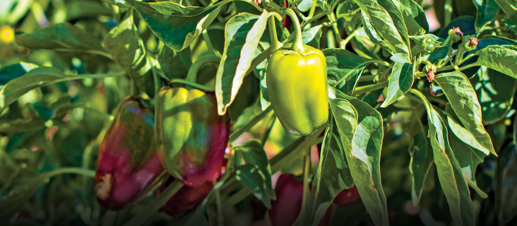 Garden Class: Peppers