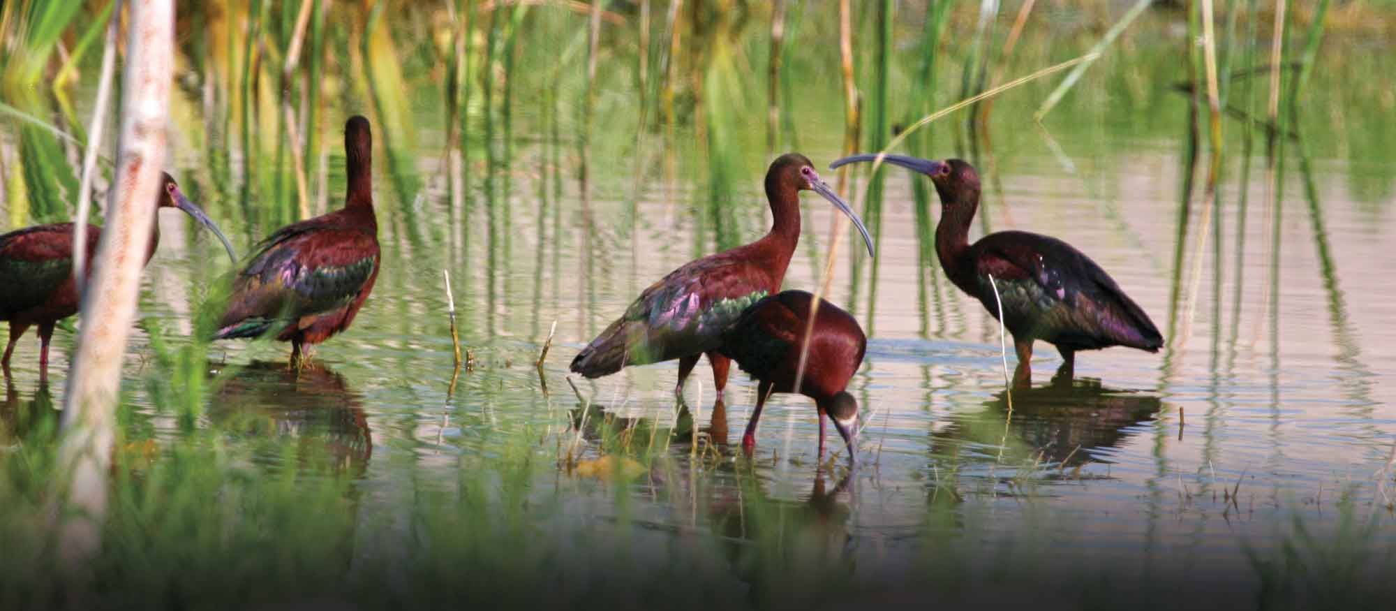 Springs Safari: Wetland Animals