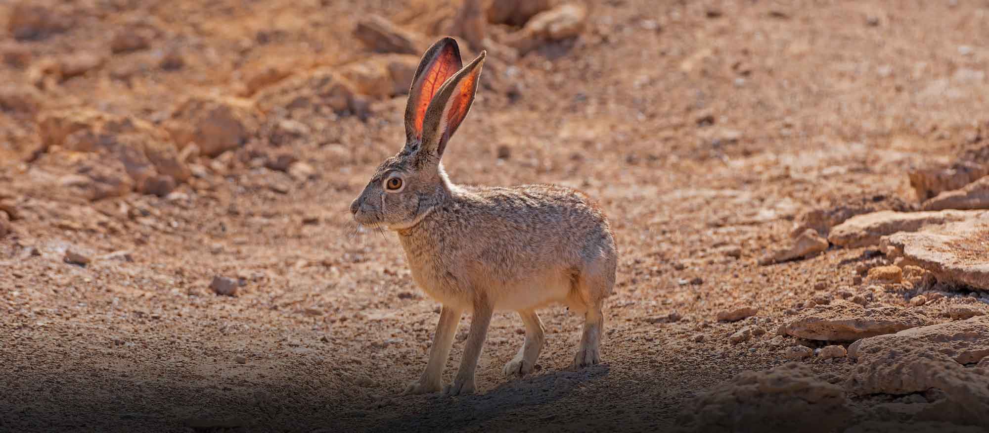 Badge Class: Wildlife