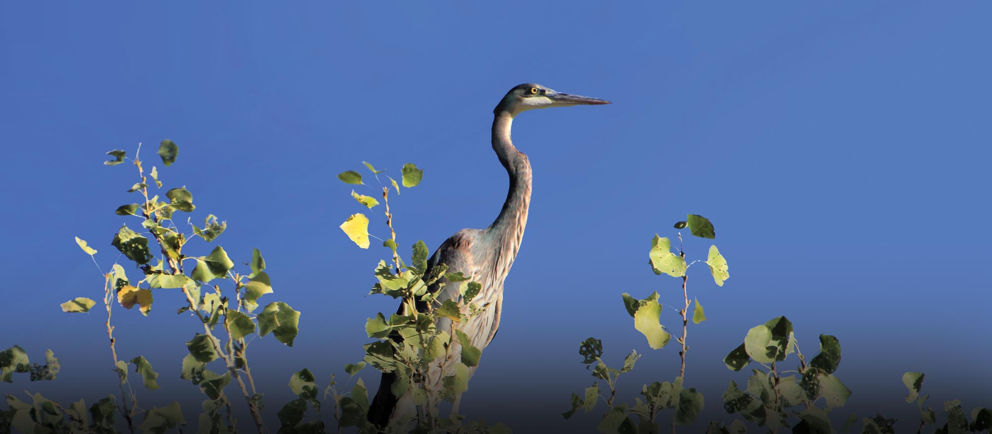 Springs Safari: Birds