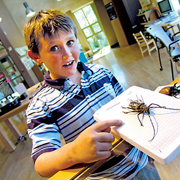 Excited young boy points to a display of 3D bug and insect models inside the Nature Exchange at Springs Preserve