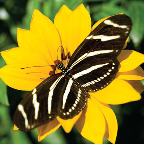 Zebra Longwing